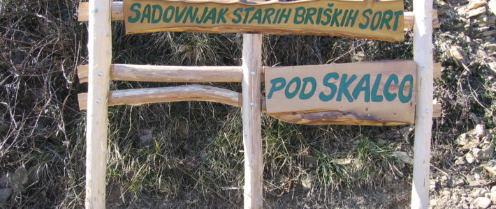 Vzorčni sadovnjak starih sadnih sort v Kojskem Vzorčni sadovnjak starih sadnih sort v Kojskem