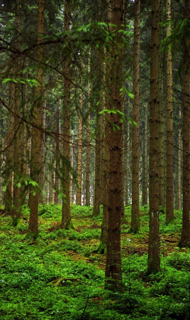 Dobre prakse: Povečanje vrednosti lokalnih gozdov – daljinski sistemi ogrevanja na lesno biomaso